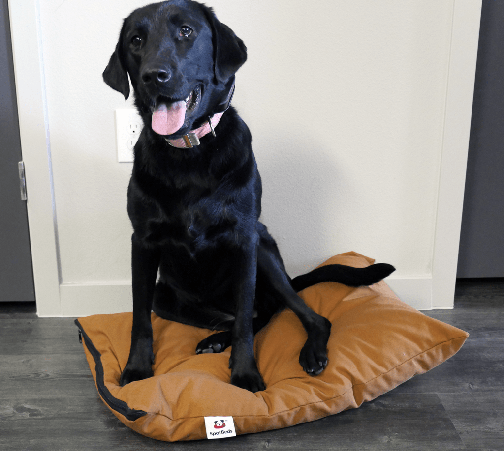 spotbeds pet bed sitting dog