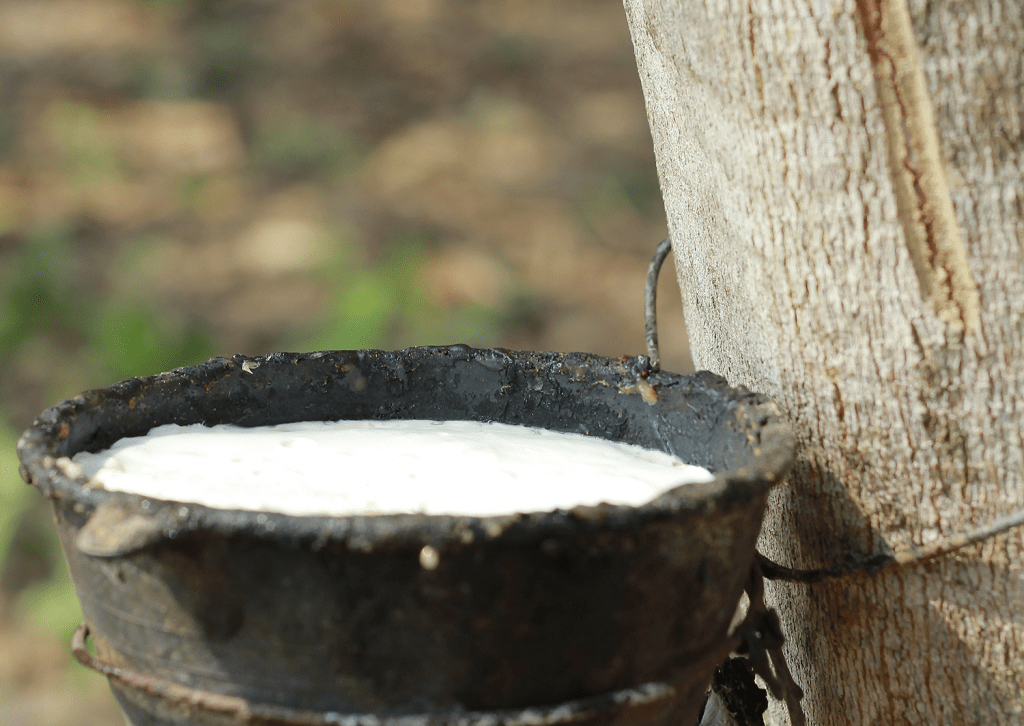 Tree sap used to make natural latex foam