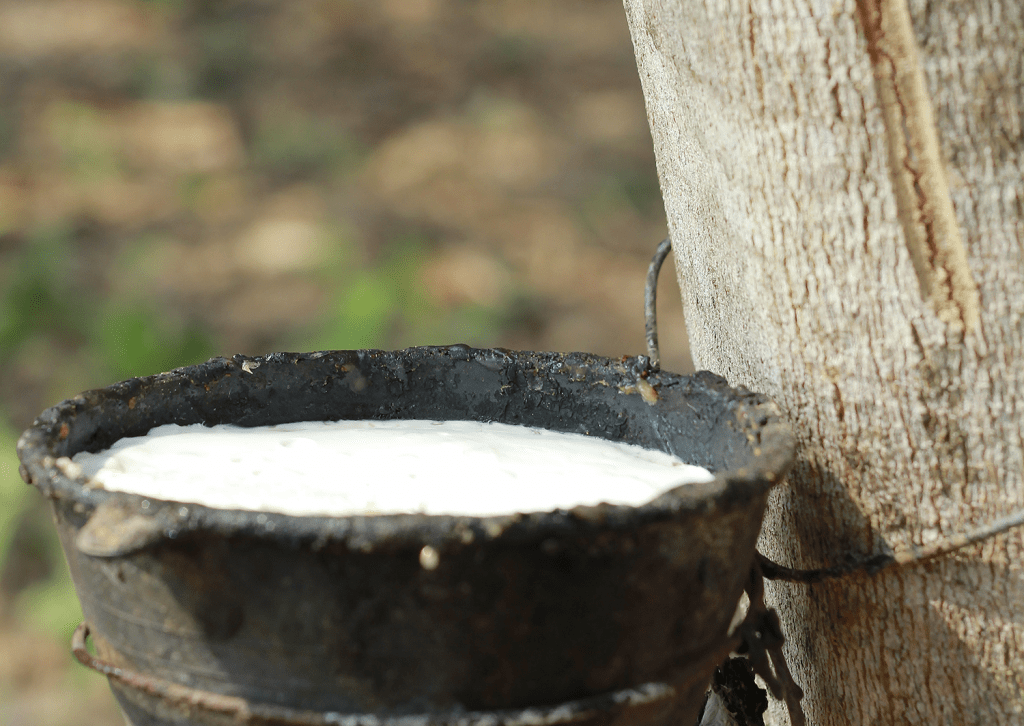 seiva de árvore utilizada para fazer espuma de látex natural