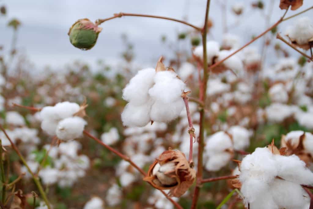 best egyptian cotton sheets