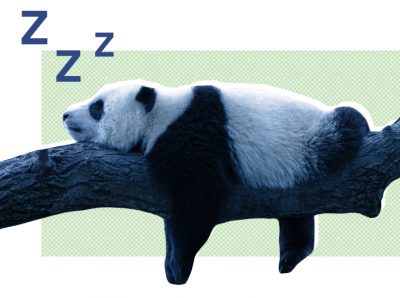 Sleep Habits of the Animal Kingdom Infographic | Sleepopolis