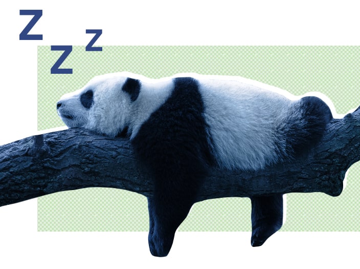 SO MiscArticleGraphics AnimalSleep