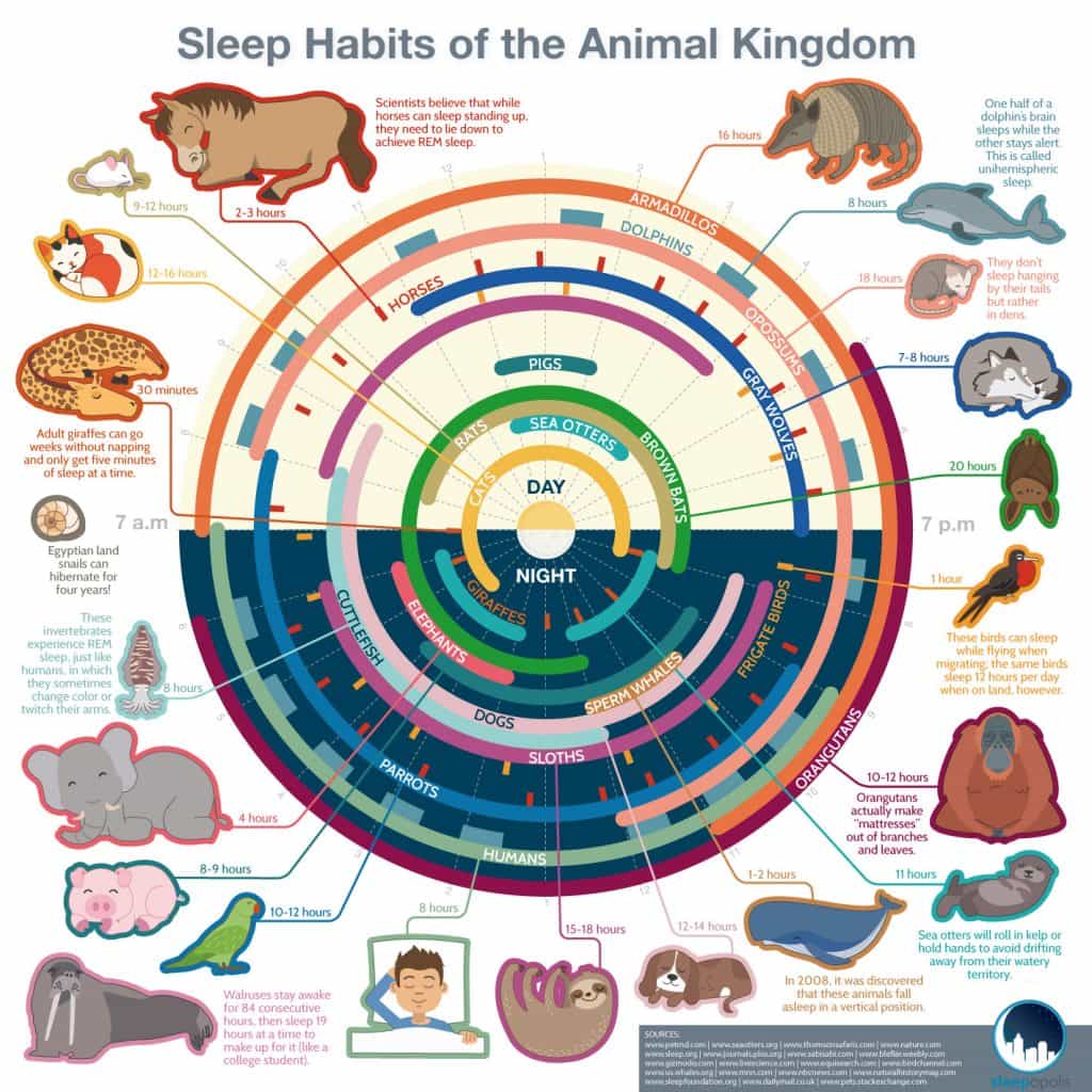 Sleep Habits of the Animal Kingdom