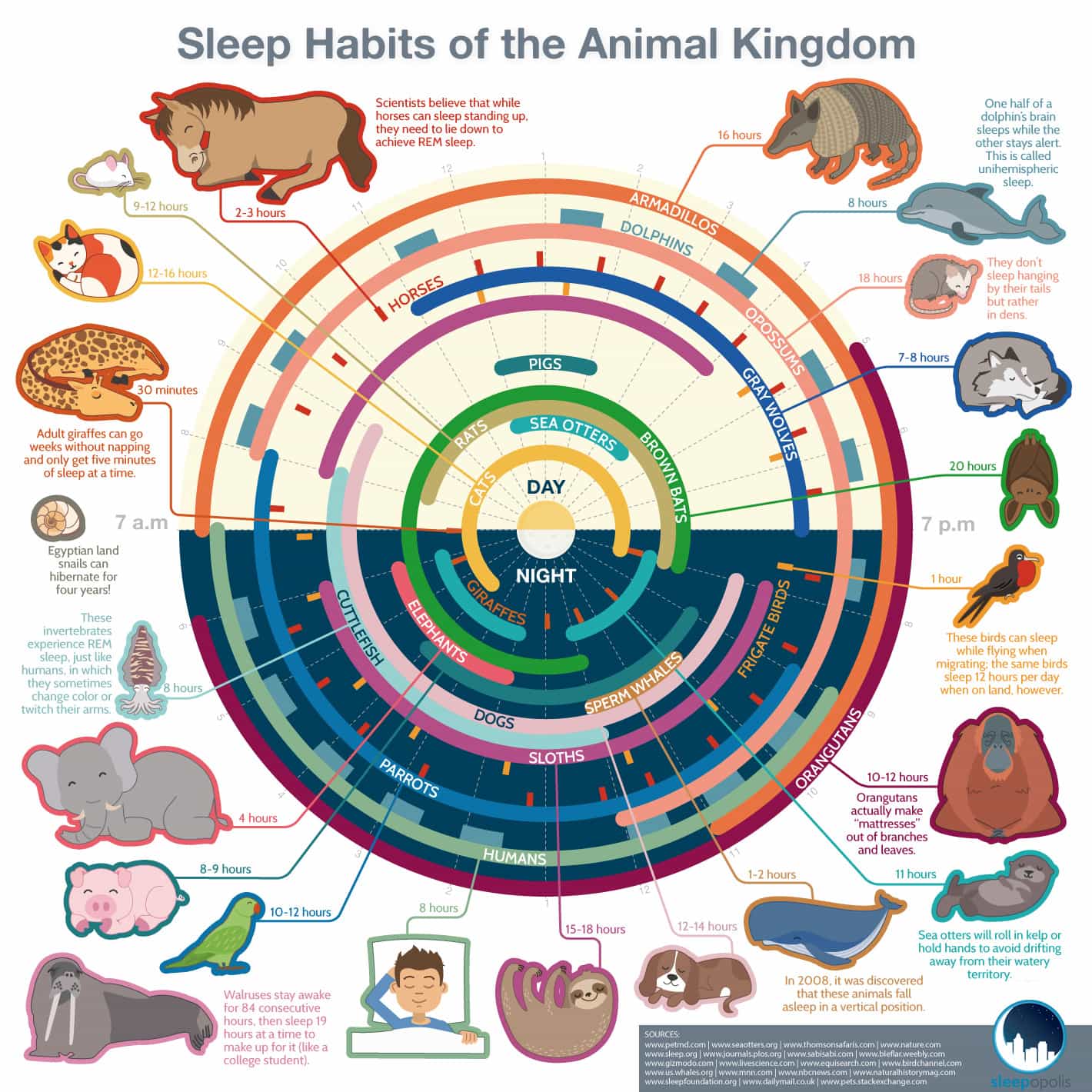 animal kingdom chart for kids