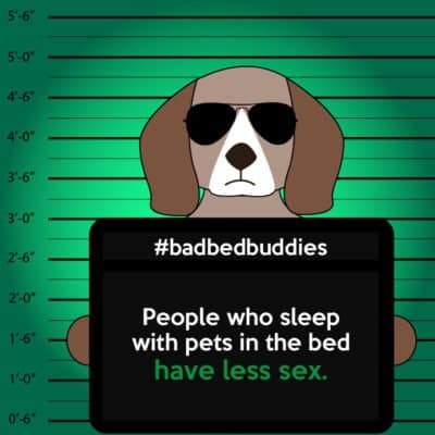 bad pets sleeping habits beagle dog