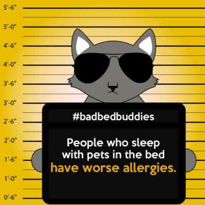 bad pets sleeping habits cat