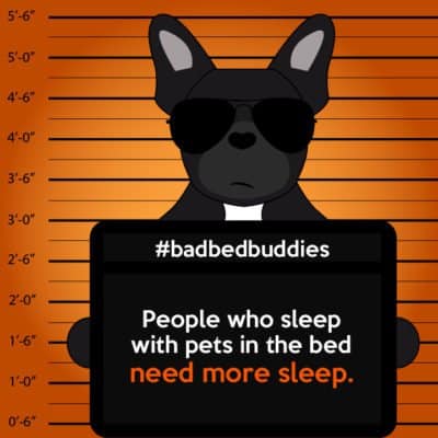 bad pets sleeping habits frenchie dog