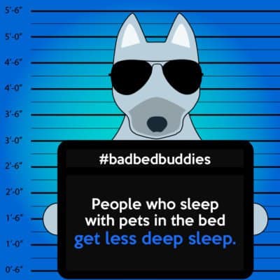 bad pets sleeping habits husky dog