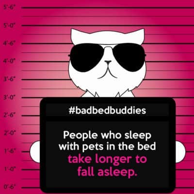 bad pets sleeping habits persian cat