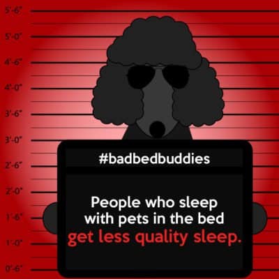 bad pets sleeping habits poodle dog 1