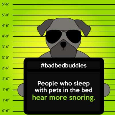 bad pets sleeping habits pug dog 1