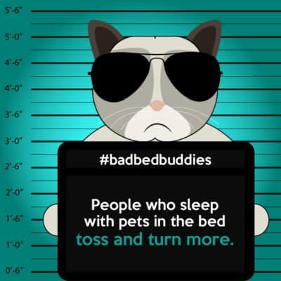 bad pets sleeping habits tabby cat