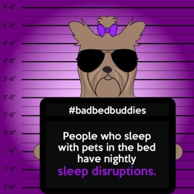 bad pets sleeping habits yorkie dog