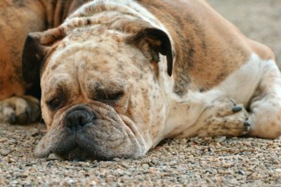 Can Your Dog Help You Sleep?