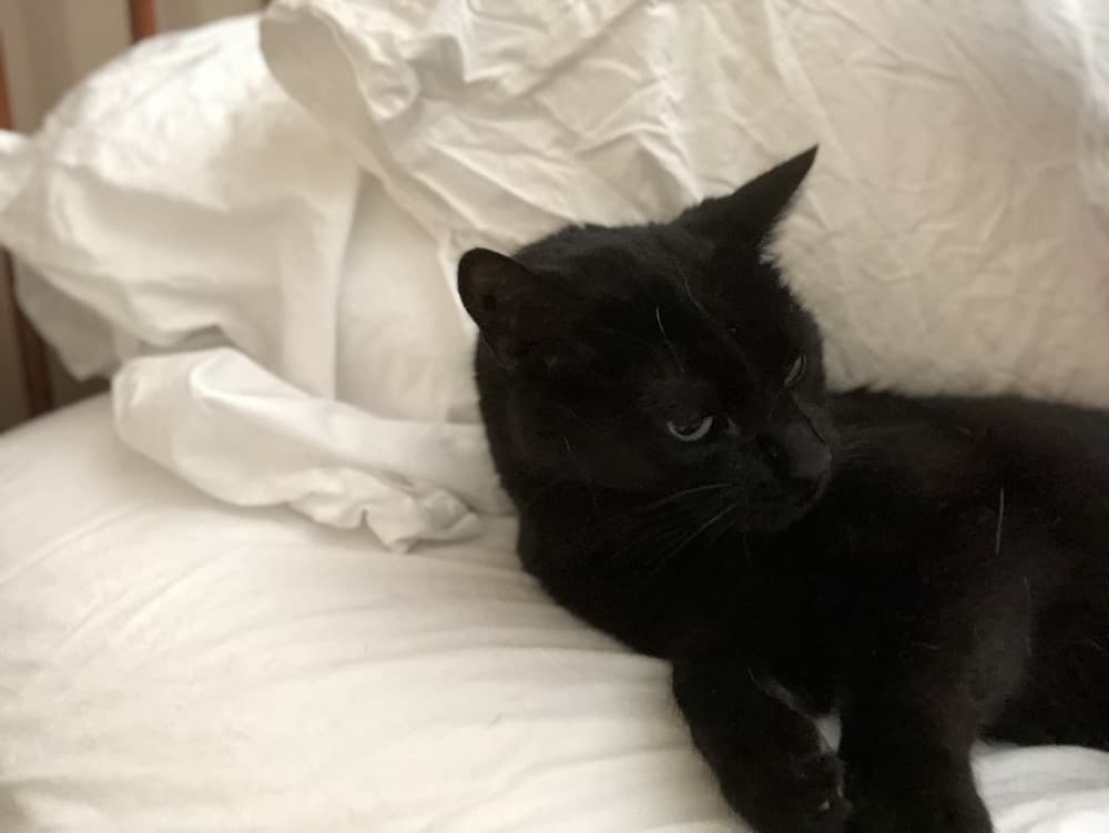 cat on sheets