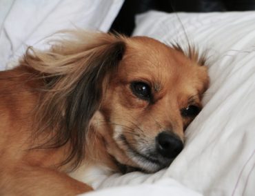 New Study Says Sharing a Room with Your Dog Won’t Disrupt Sleep