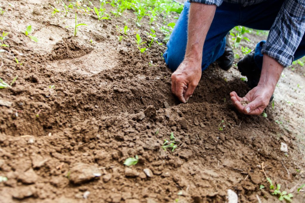 agriculture close up cultivation 169523