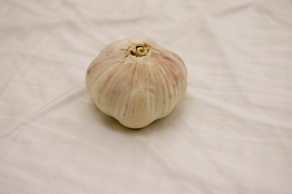 Garlic