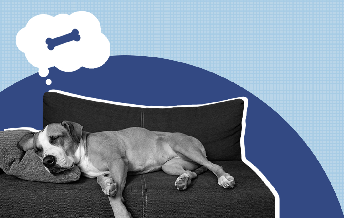 Should My Pet Sleep With Me? Ultimate Guide Sleepopolis