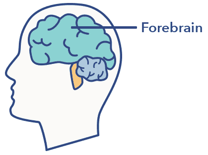 SO PurposeDreamsGraphics Forebrain