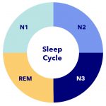 The 4 Stages Of Sleep — Cycles, Phases, and Improvement | Sleepopolis