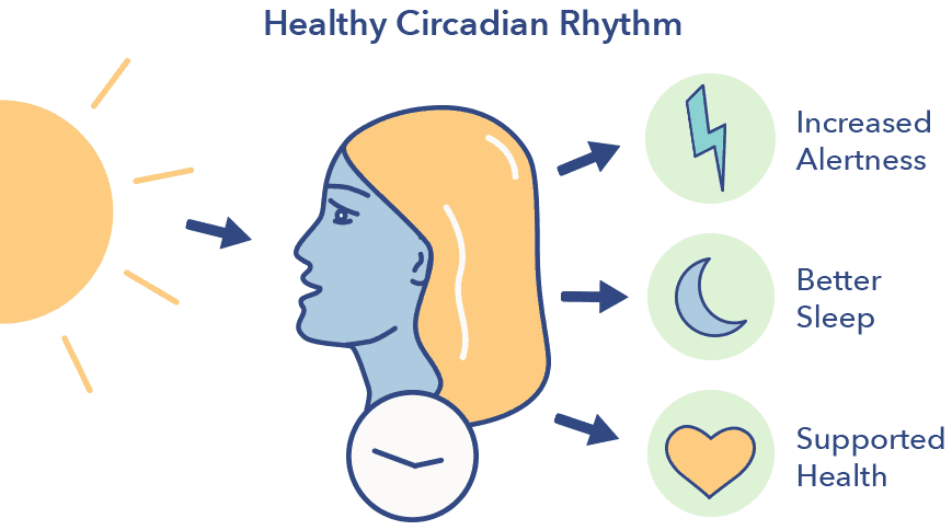 Playing with your circadian cadence