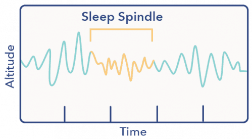 N2 Sleep: K Complexes and Sleep Spindles | Sleepopolis