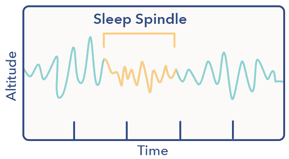 SO SleepStagesGraphics2 Spindles