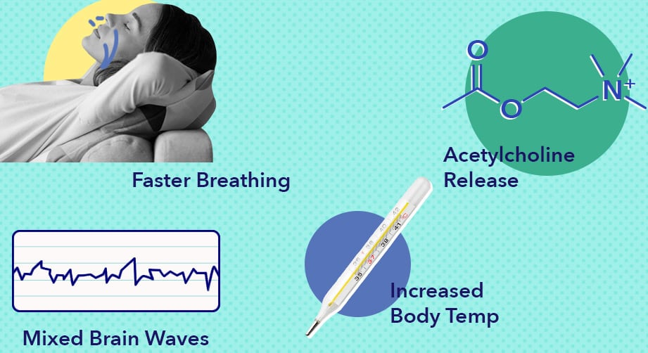 rapid-eye-movement-sleep-sleepopolis