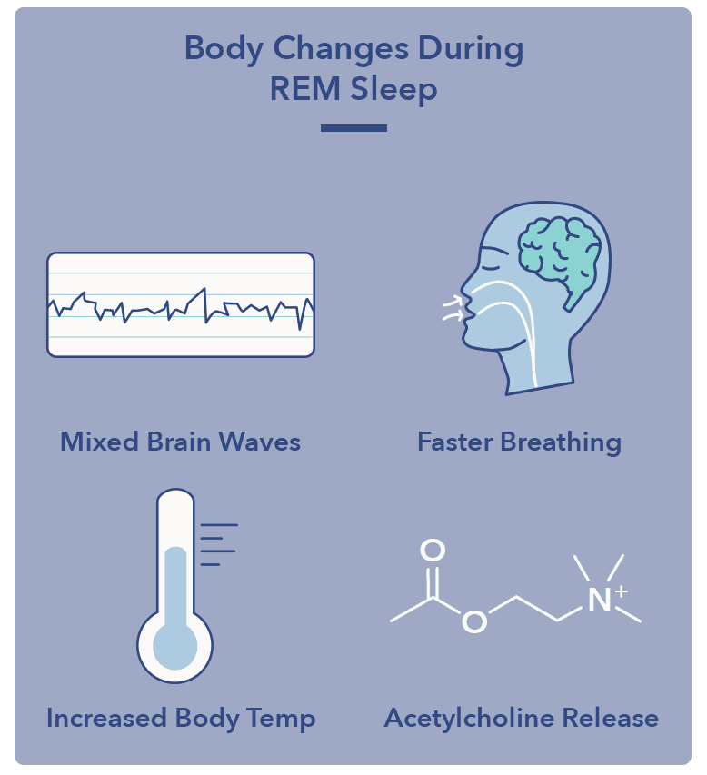 Stages Of REM Sleep