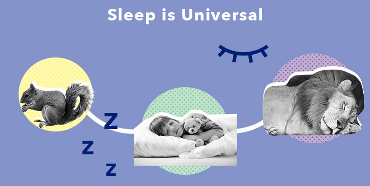 SO SleepEdu WhatisSleep Universal