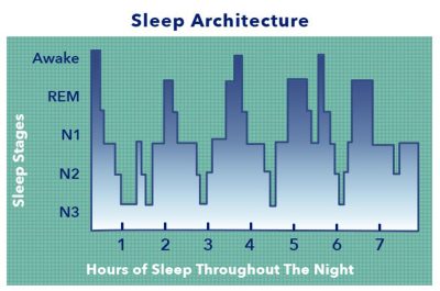Sleep Architecture Graphic