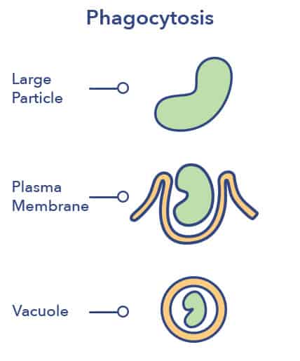 sleep and the brain phagocytosis