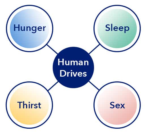 what is sleep human drives