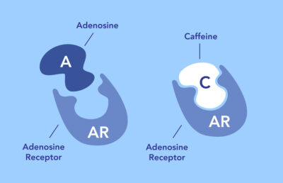 Caffeine vs Naps for Night Shift Job Performance