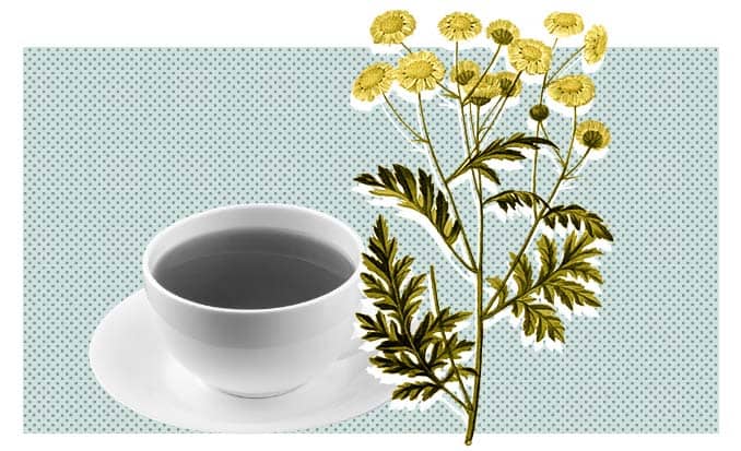 Chamomile2