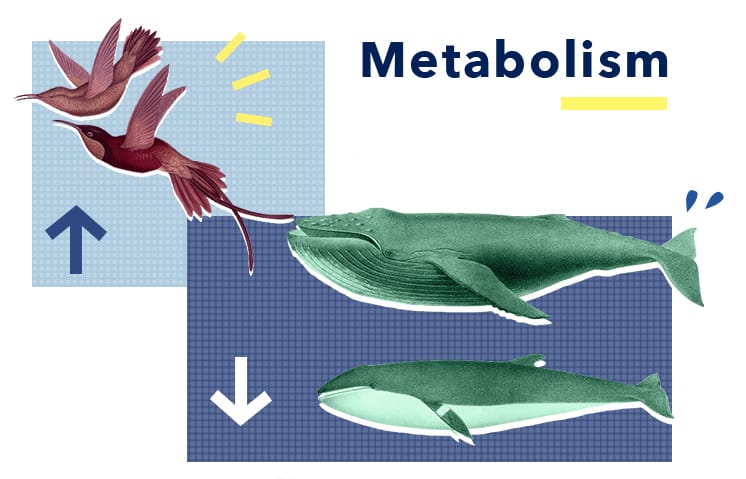 SO SleepEdu Animals Metabolism