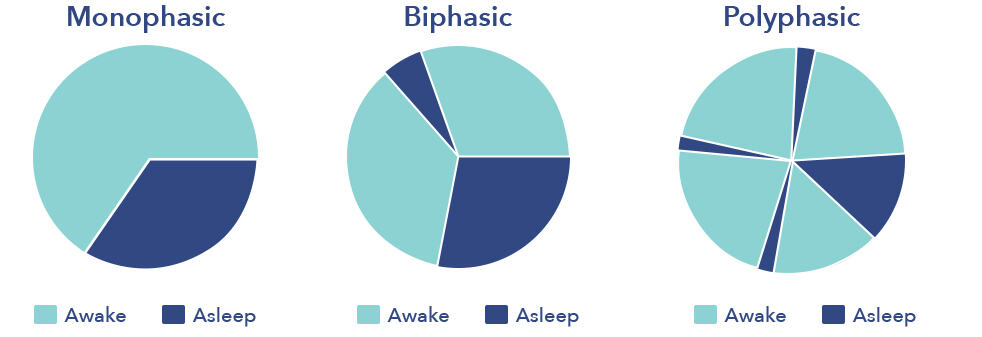 How Animals Sleep 2021 Ultimate Guide