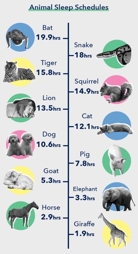 How Animals Sleep 2024 Ultimate Guide