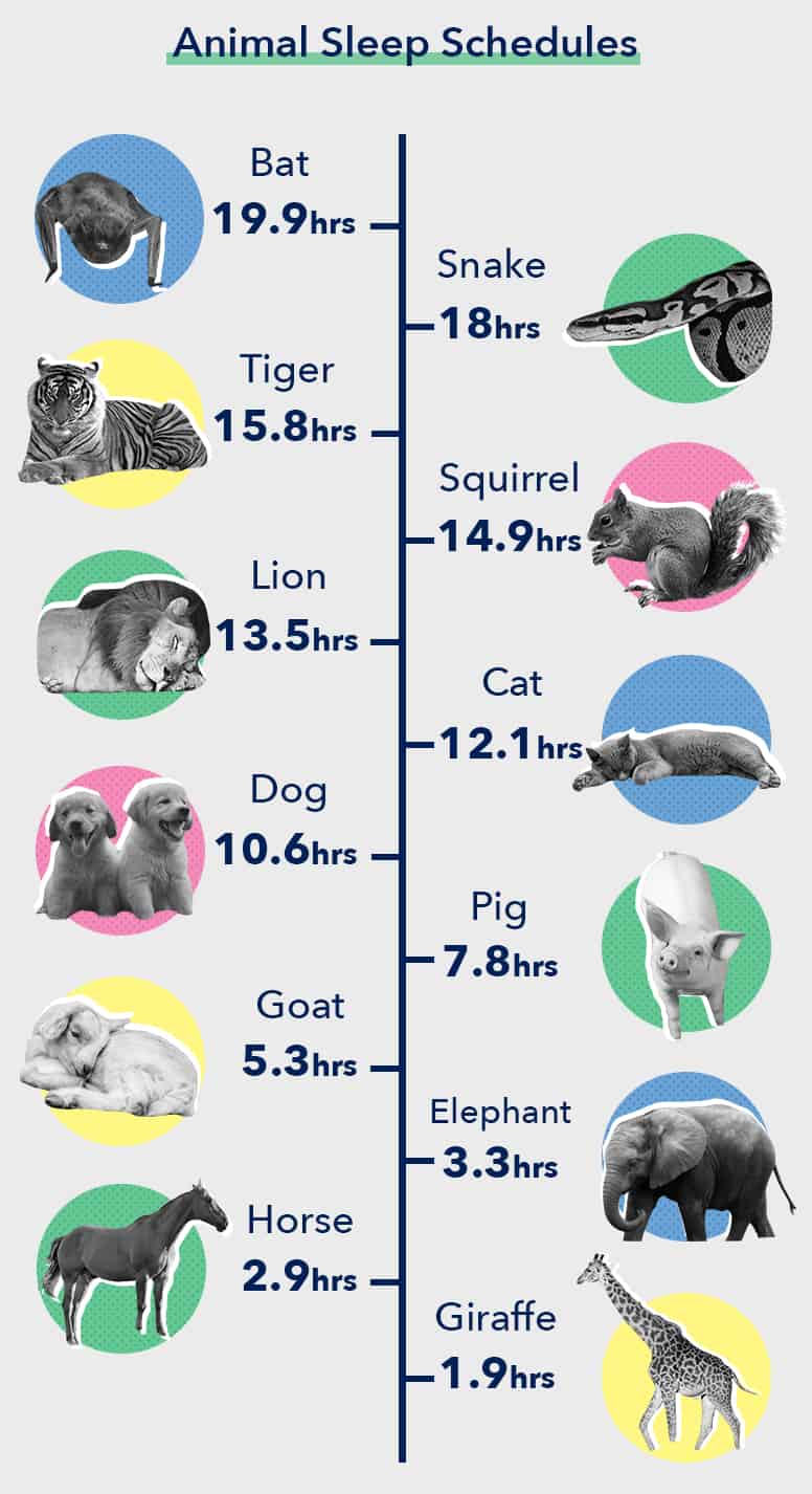 SO SleepEdu Animals SleepStats