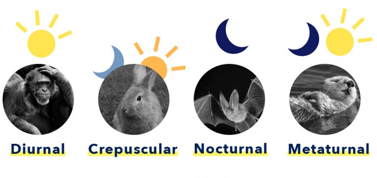 How Animals Sleep 2025 Ultimate Guide