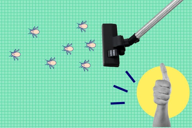 How to Get Rid of Bed Bugs in 3 Easy Steps Sleepopolis