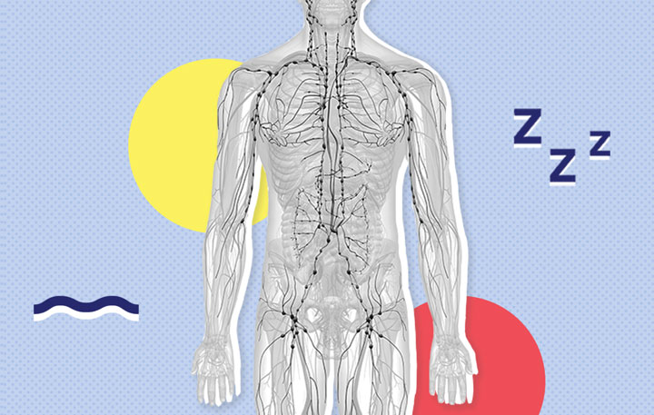 LymphaticSystem