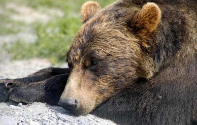 The Bears Hibernating Under the House – Did They Really Sleep All Winter?