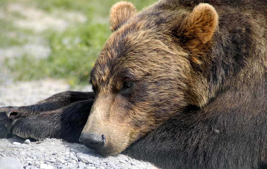 Hibernation: What's Going on for Grizzly Bears in Winter