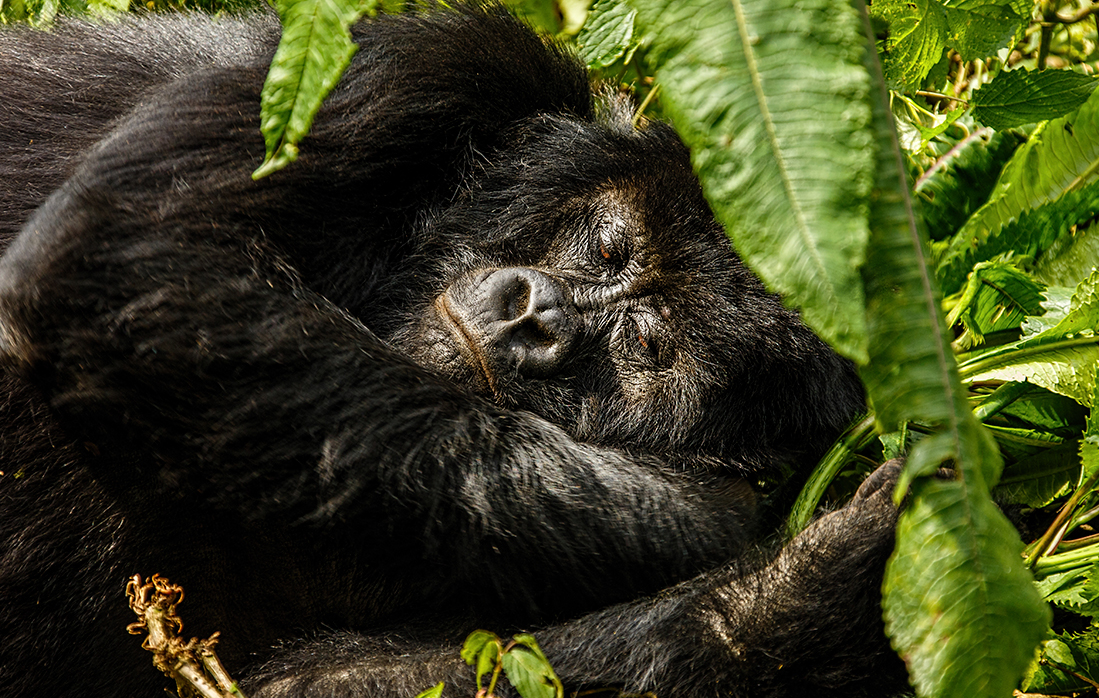 Sleep with a Gorilla in Your Bed