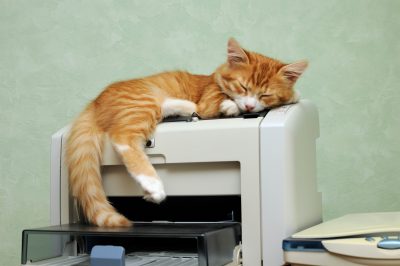 How Do Cats Sleep?