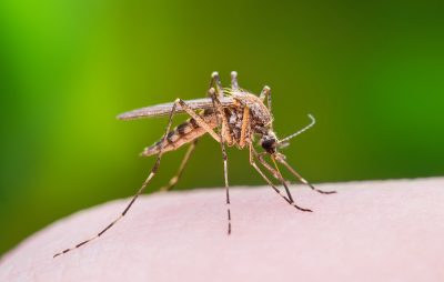 Sleep Deprivation Could be the Key to Curbing Mosquito Bites