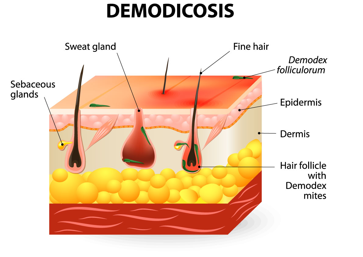 The Tiny Mites That Mate On Your Skin Are Facing A Huge Problem 