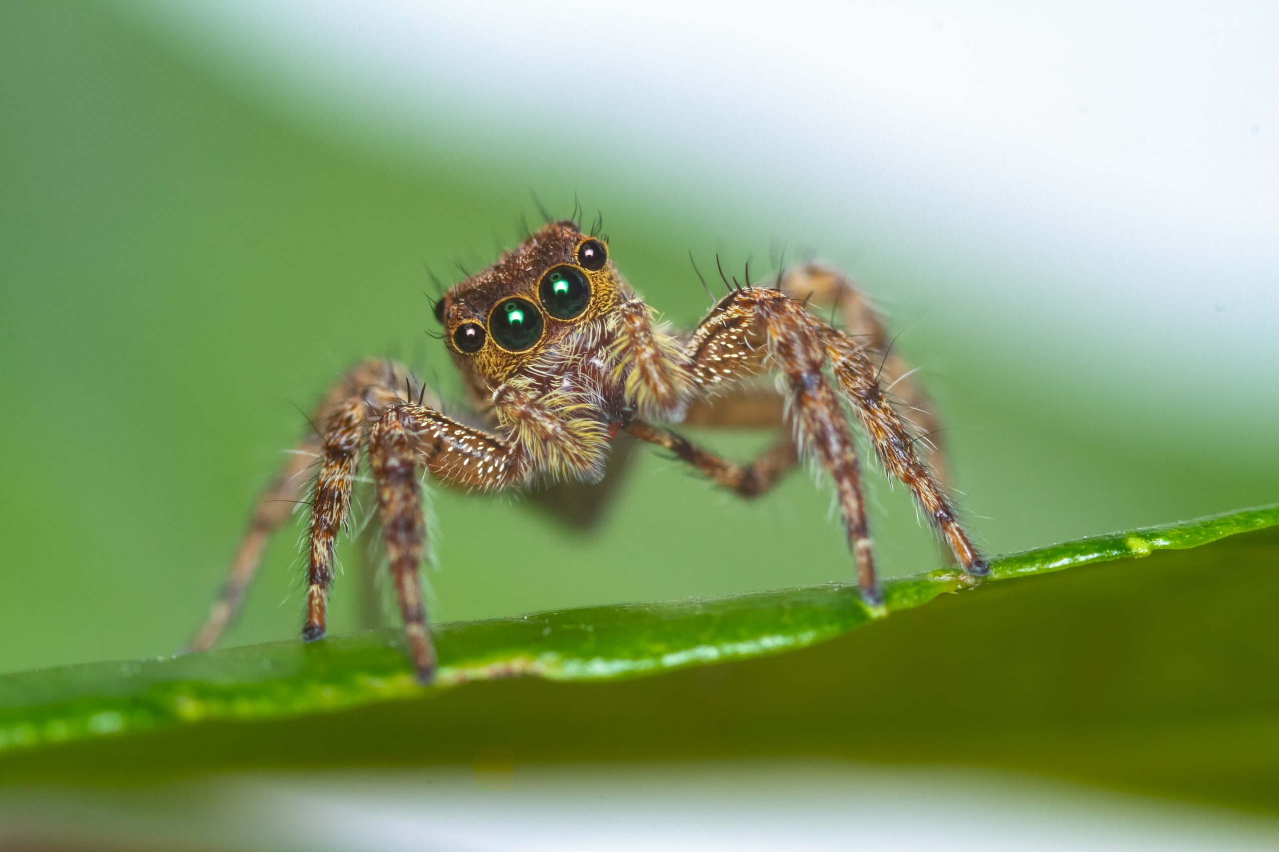 These Cute Jumping Spiders May Sleep and Dream Just Like Us